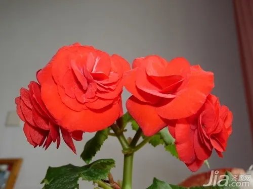 秋海棠花图片欣赏与作用大全