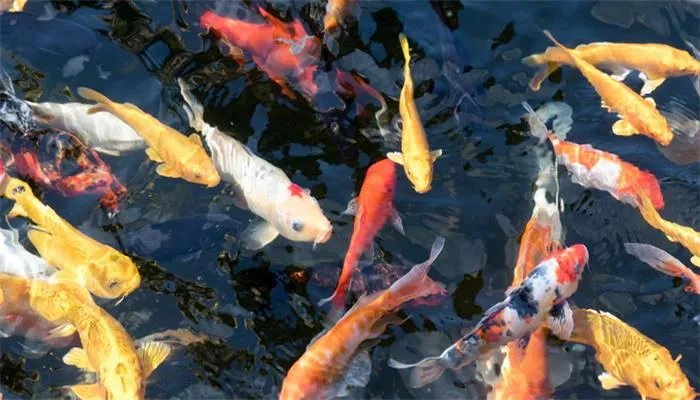 金鱼吃什么食物  金鱼吃什么