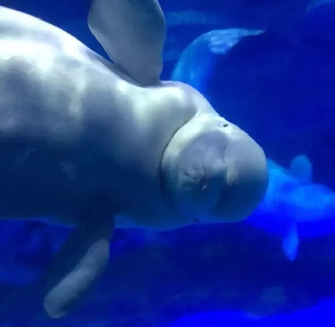 白鳍豚灭绝了吗  白鳍豚现在有多少只