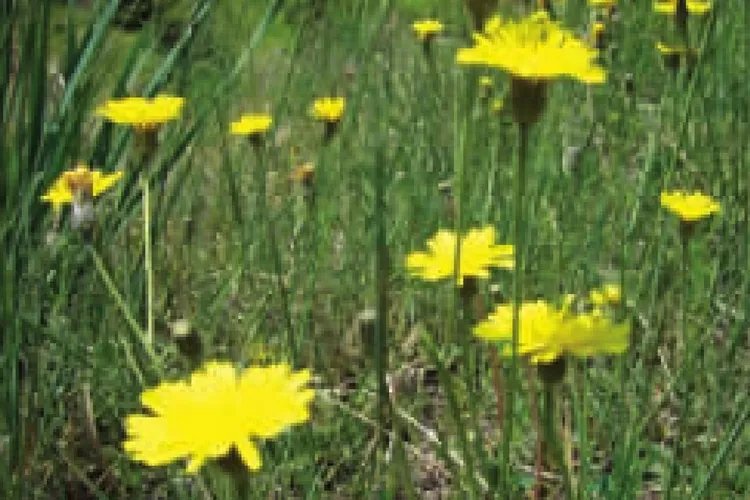 还阳参的功效与作用图片