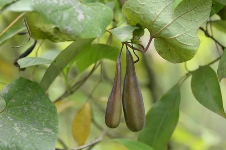 朱砂莲全草图片