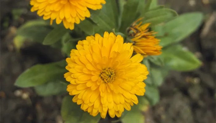 代表友谊的花 代表友谊的花束有哪些