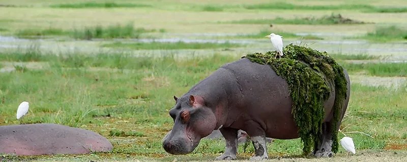 河马吃什么 河马吃什么食物