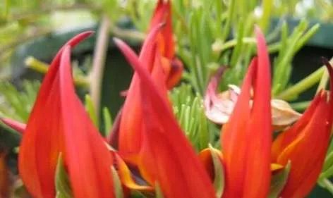 世界上最高贵神秘的花——来自的古巴幽灵兰花