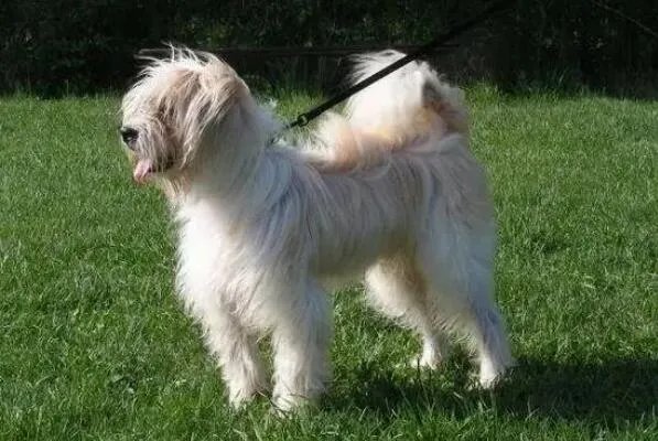 十大顶级梗类犬,斗牛梗排第六,第一体型较小