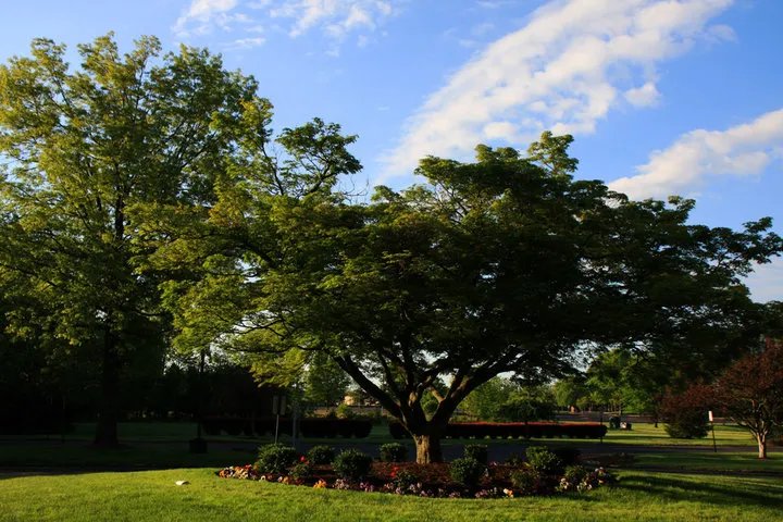 常青树图片欣赏 常青树详细资料的介绍