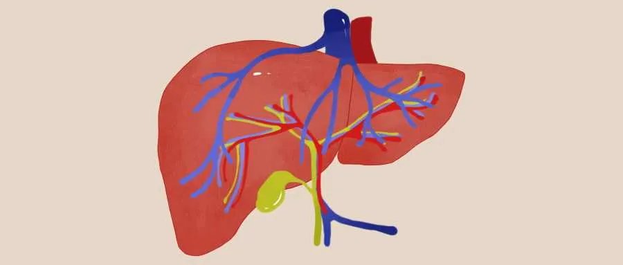 孕妇能吃鸽子蛋吗