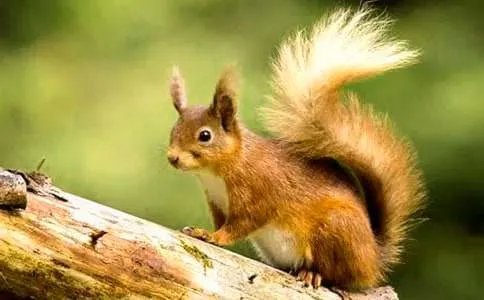 科技松鼠会是什么意思