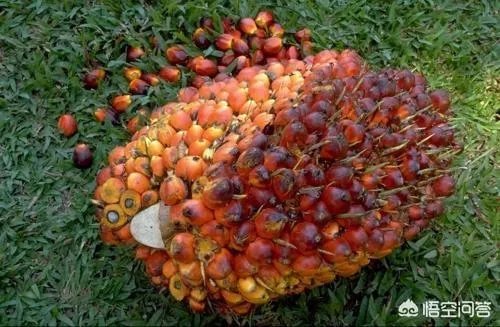 发酵棕榈粕到底有多好？如何使用？