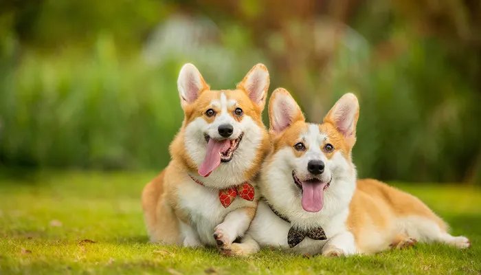 宠物托运流程 宠物托运如何办理