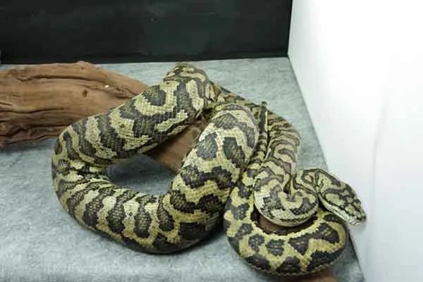 世界上最大的十种蛇,地毯蟒上榜,第一重量达250公斤