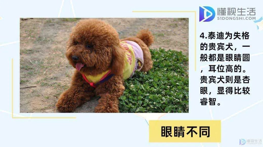 泰迪和贵宾犬的区别