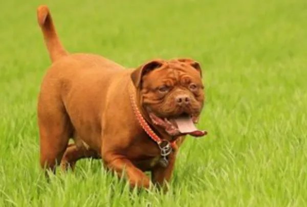 十大最贵的狗排名