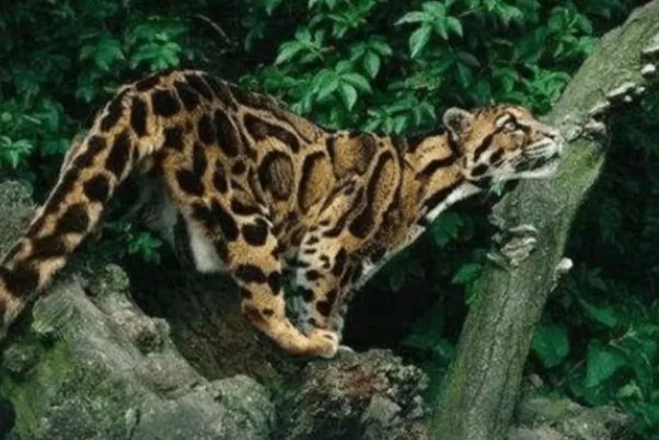 十大灭绝动物，第一被称为北极企鹅，北美白狼上榜