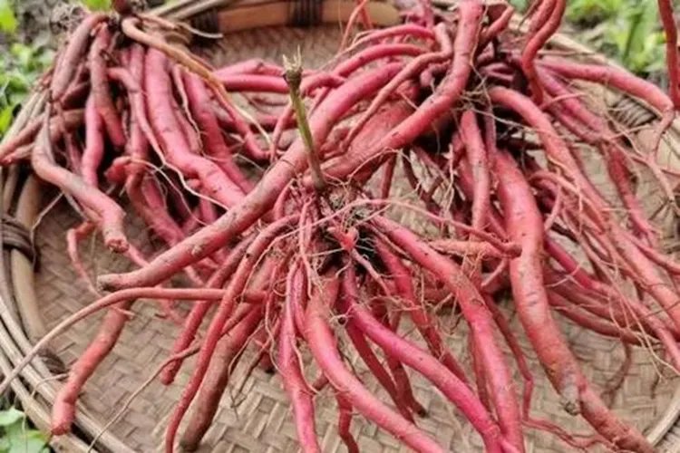 红牛膝图片大全