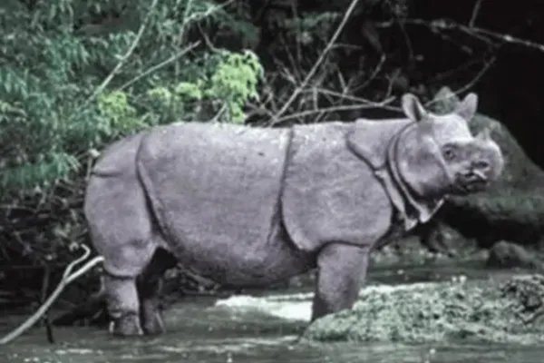 十大灭绝动物，第一被称为北极企鹅，北美白狼上榜