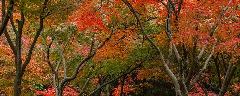 红树林在中国分布的最北地带是哪里 红树林在中国分布的最北地带在什么地方