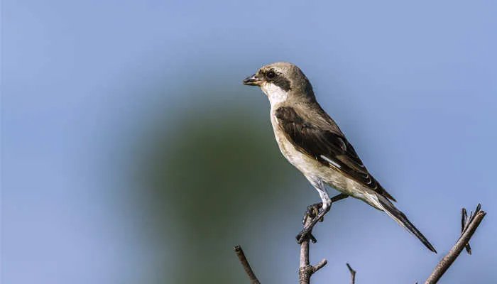 益虫和益鸟的种类有哪些