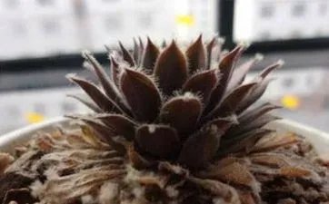 双彩虹是吉兆吗 双彩虹的寓意