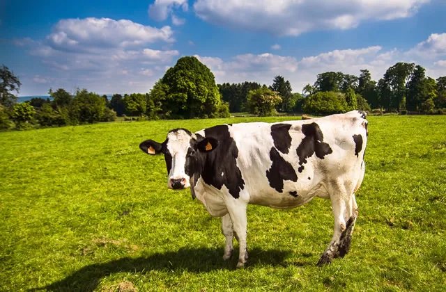 光明牛奶产地是哪里 光明牛奶的奶源是哪里