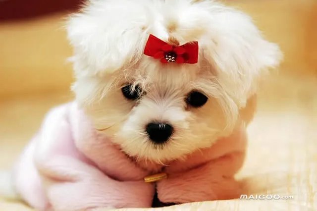 马耳他犬怎么养好 马耳他犬价格