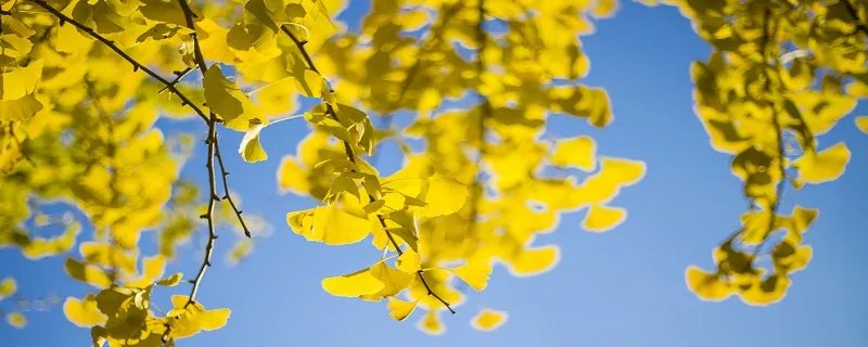 立秋吃西瓜的说法 立秋为什么吃西瓜