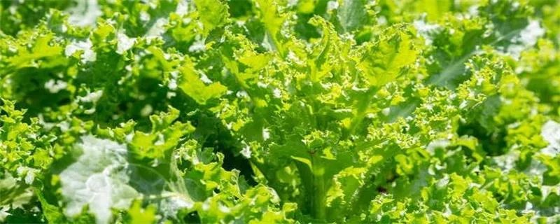 莴笋怎么炒 莴笋要怎么炒