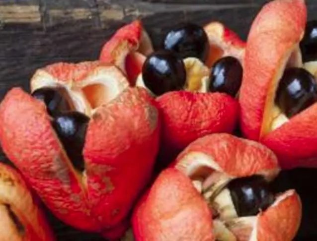 世界上最恐怖的水果——西非荔枝果