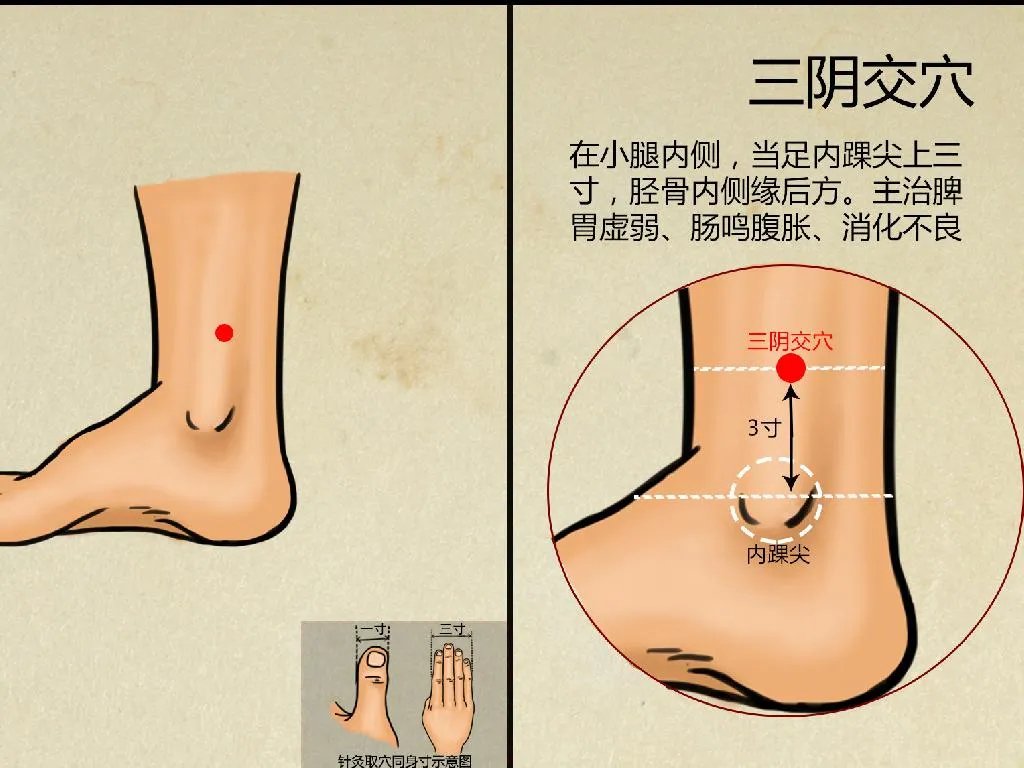 三阴交位置图和作用