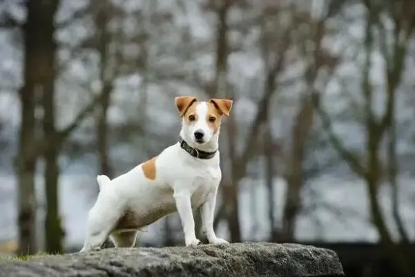 十大顶级梗类犬,斗牛梗排第六,第一体型较小