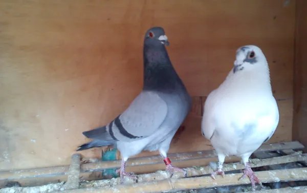 中国信鸽信息网各地公棚公棚