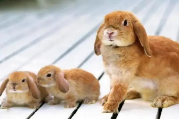 十大宠物兔品种，多种垂耳兔上榜，第一最小巧可爱