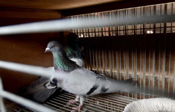 中国信鸽信息网各地公棚公棚