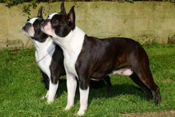 十大顶级梗类犬,斗牛梗排第六,第一体型较小