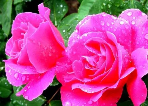 北京的市花是什么