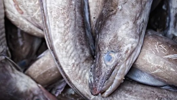 腰间盘突出吃什么好