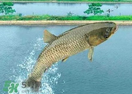 脆肉鲩是什么鱼?脆肉鲩口感为什么是脆的