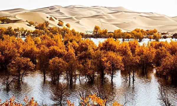 大飞扬草怎样服用