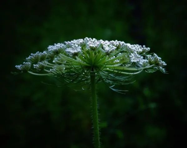 断背山下百合花开是什么意思