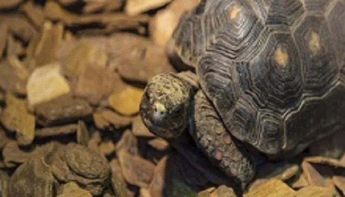 龟的种类 龟有哪些种类