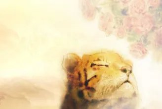 “心有猛虎细嗅蔷薇”是什么意思?这句话是怎么来的？
