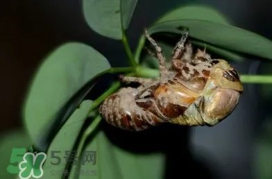 幼蝉猴怎么抓?幼蝉猴什么时候抓最好