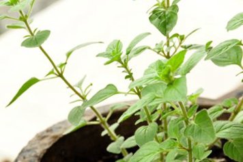 瓜蒌薤白半夏汤的功效与作用