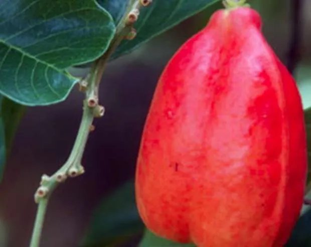 世界上最恐怖的水果——西非荔枝果