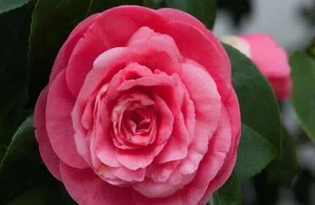 世界上最高贵神秘的花——来自的古巴幽灵兰花