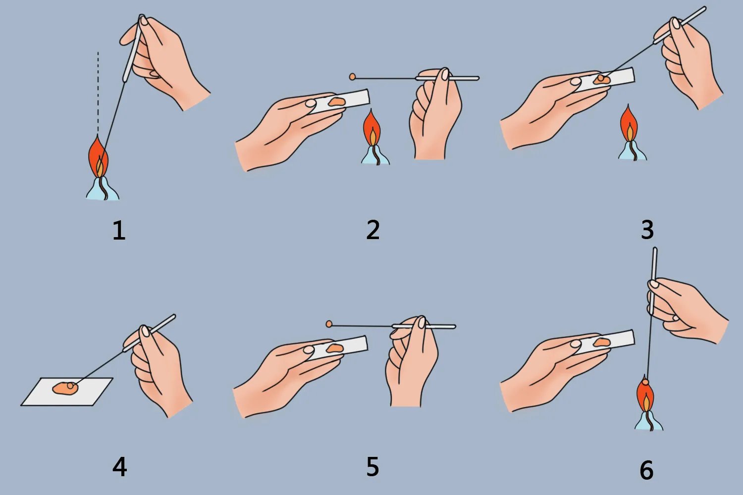 大肠杆菌单染色法图片