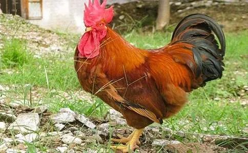 童话故事《骄傲的大公鸡》