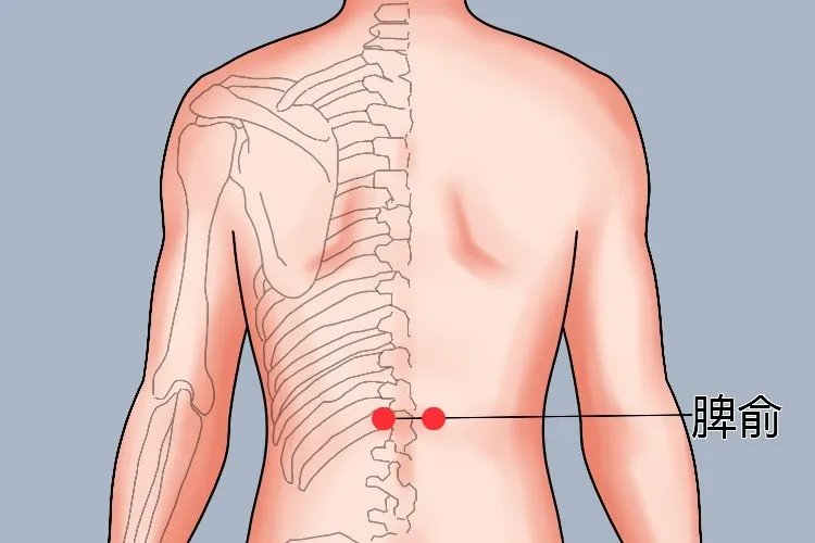 三伏贴脾胃贴敷部位图