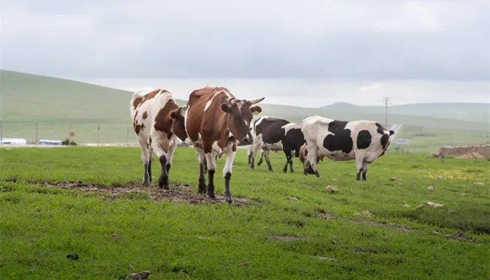 奶牛有公的吗