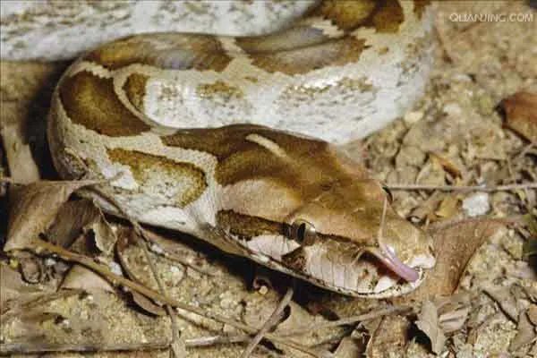 世界上最大的十种蛇,地毯蟒上榜,第一重量达250公斤